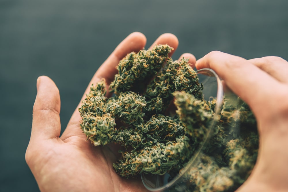 cbd flower online